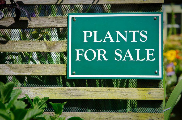 Discover the Ideal Gardening Locations in Corona! Bring Your Gardening Dreams To Life Now2