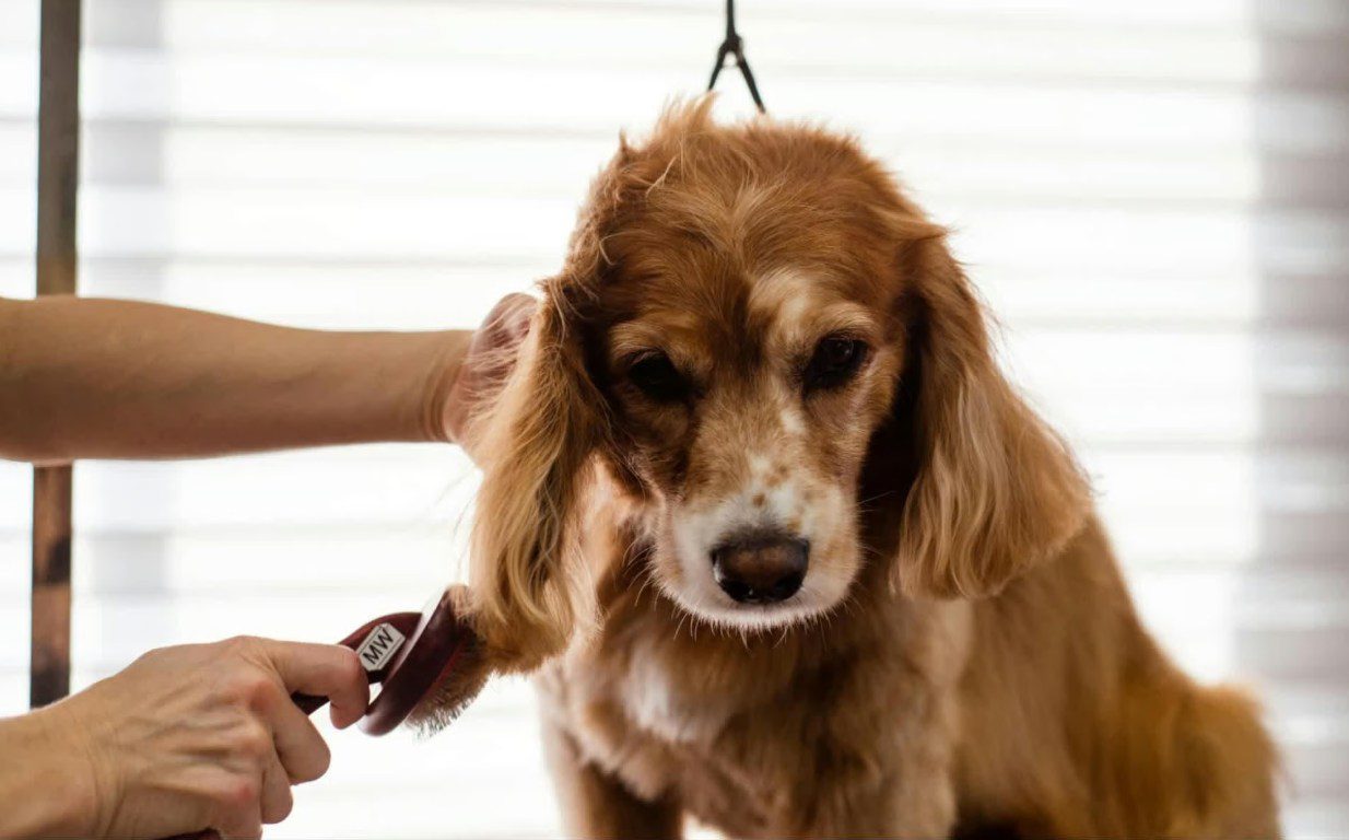 dog grooming