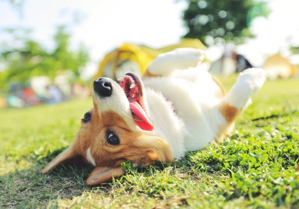 Where to Take Your Dog