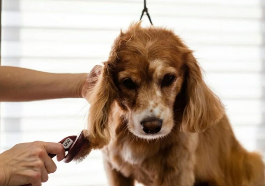 dog grooming